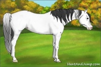 Horse Color:Blue Roan Splash Appaloosa 