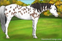 Horse Color:Brown Roan Splash Leopard 