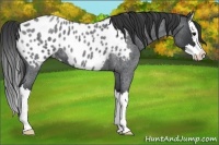Horse Color:Blue Roan Splash Appaloosa 