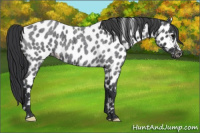Horse Color:Blue Roan Leopard 
