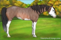 Horse Color:Bay Roan Splash Rabicano 