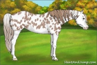 Horse Color:Red Roan Splash Appaloosa 