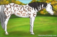 Horse Color:Bay Roan Splash Leopard Rabicano 