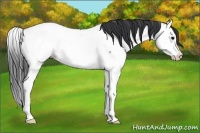Horse Color:Black Splash Appaloosa 