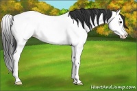 Horse Color:Bay Roan Splash Appaloosa 