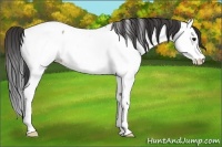 Horse Color:Bay Ice Roan Splash Appaloosa 