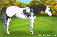 Horse Color:Black Splash Appaloosa 