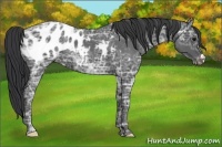 Horse Color:Blue Ice Roan Appaloosa