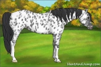 Horse Color:Blue Ice Roan Near Leopard 