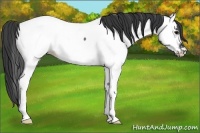 Horse Color:Blue Roan Fewspot Rabicano 