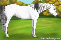Horse Color:Bay Roan Splash Appaloosa Rabicano 