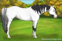 Horse Color:Blue Roan Appaloosa 