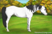 Horse Color:Blue Roan Fewspot 