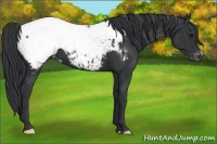 Horse Color:Black Appaloosa 