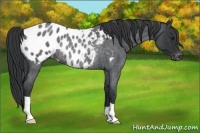 Horse Color:Blue Roan Appaloosa Rabicano
