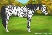 Horse Color:Blue Roan Appaloosa 
