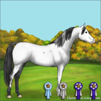 Horse Color:Blue Roan Fewspot Rabicano 
