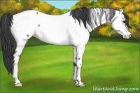 Horse Color:Black Appaloosa Rabicano 