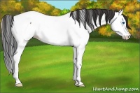 Horse Color:Bay Roan Splash Appaloosa 