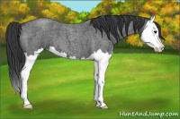 Horse Color:Blue Roan Splash 