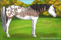 Horse Color:Bay Roan Splash Appaloosa 