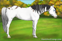 Horse Color:Bay Roan Splash Appaloosa 