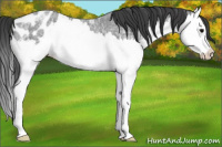 Horse Color:Blue Ice Roan Splash Appaloosa Rabicano 