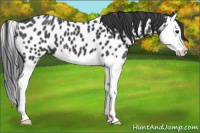 Horse Color:Blue Roan Splash Appaloosa 