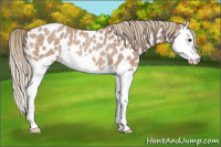 Horse Color:Red Roan Splash Appaloosa Rabicano 