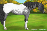 Horse Color:Blue Roan Appaloosa Rabicano 