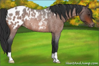 Horse Color:Brown Roan Appaloosa Rabicano 