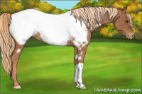 Horse Color:Red Roan Appaloosa 