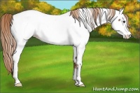 Horse Color:Red Roan Appaloosa Rabicano 