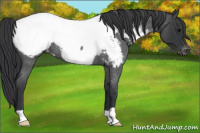 Horse Color:Blue Roan Appaloosa Rabicano 