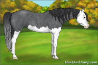 Horse Color:Blue Roan Splash 