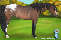 Horse Color:Bay Roan Appaloosa Rabicano 