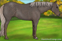 Horse Color:Silver Blue Roan 