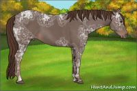 Horse Color:Liver Chestnut Ice 