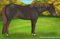 Horse Color:Liver Chestnut Appaloosa