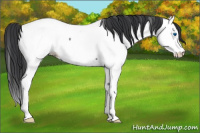 Horse Color:Blue Roan Splash Appaloosa 