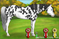 Horse Color:Black Splash Appaloosa 