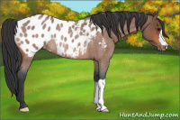Horse Color:Bay Roan Appaloosa Rabicano 