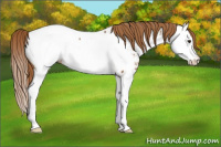 Horse Color:Chestnut Splash Appaloosa 