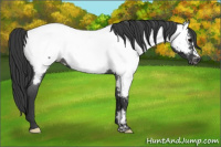 Horse Color:Blue Roan Appaloosa 