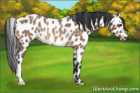 Horse Color:Bay Roan Appaloosa Rabicano 