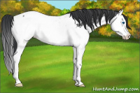 Horse Color:Blue Roan Splash Near Fewspot 