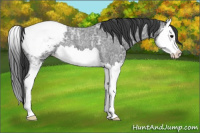 Horse Color:Blue Ice Roan Splash Appaloosa 