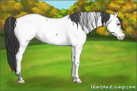 Horse Color:Blue Ice Roan Appaloosa 