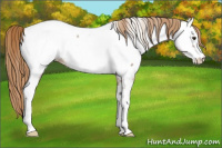 Horse Color:Red Ice Roan Splash Appaloosa 