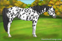 Horse Color:Black Appaloosa 